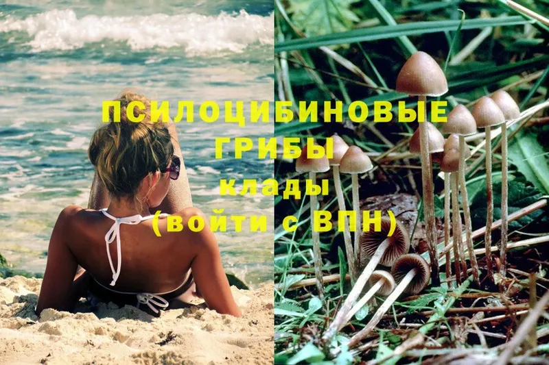 Псилоцибиновые грибы Psilocybe  Динская 